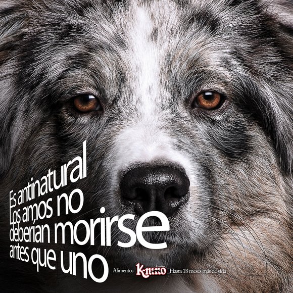 Dog Food K-nino – Up to 18 months more of life - 3